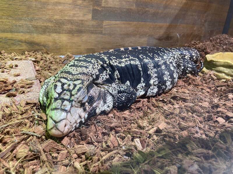 ミナミテグー