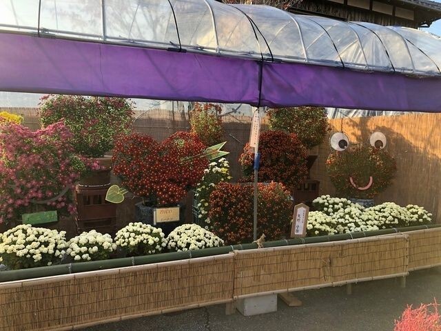 双葉の里菊花展