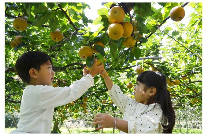 りんご♪梨♪柿♪お子さま秋の味覚収穫体験