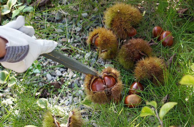 栗拾い体験