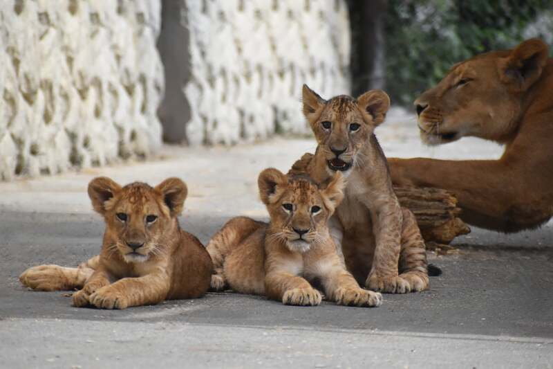 5月に生まれた仔ライオン3頭と母親