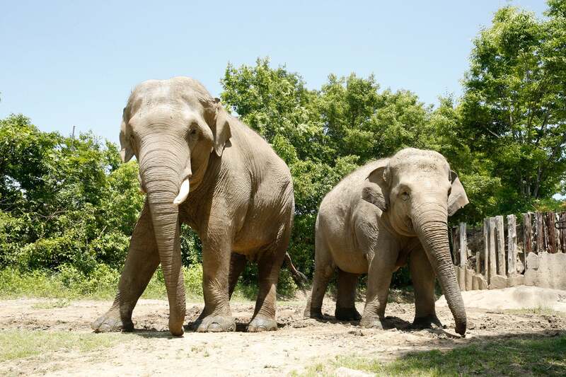 日本では群馬にしかいないスマトラゾウ