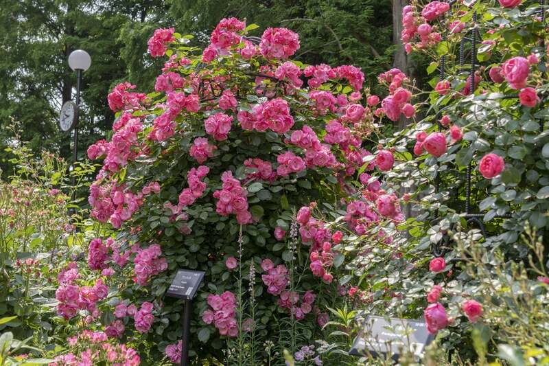 年間バラ講座 つるバラの誘引(事前抽選制)