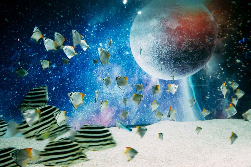 「プラネットアクア・ポート」で『LOVOT』と“ここだけの宇宙体験”を!