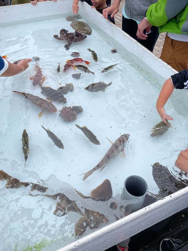 タッチングプール