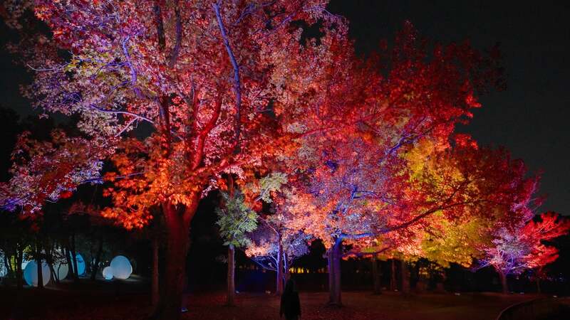 チームラボ《呼応する木々 - フウ》