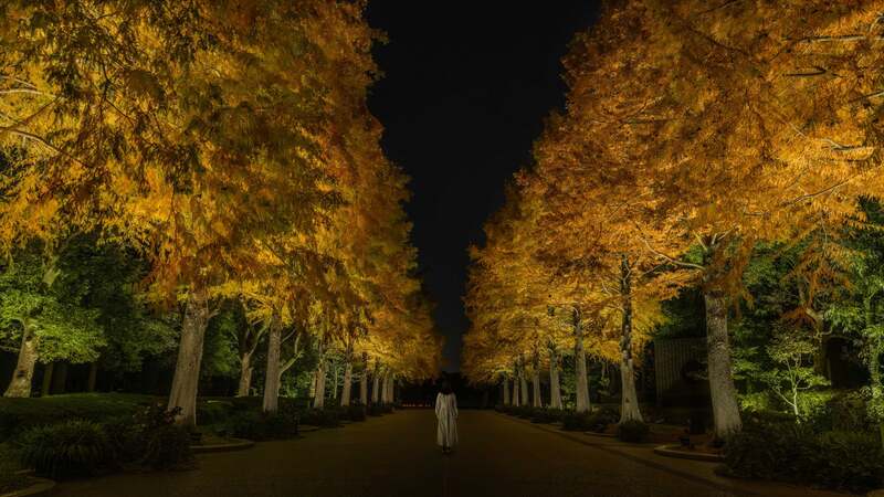 チームラボ《ラクウショウ並木》