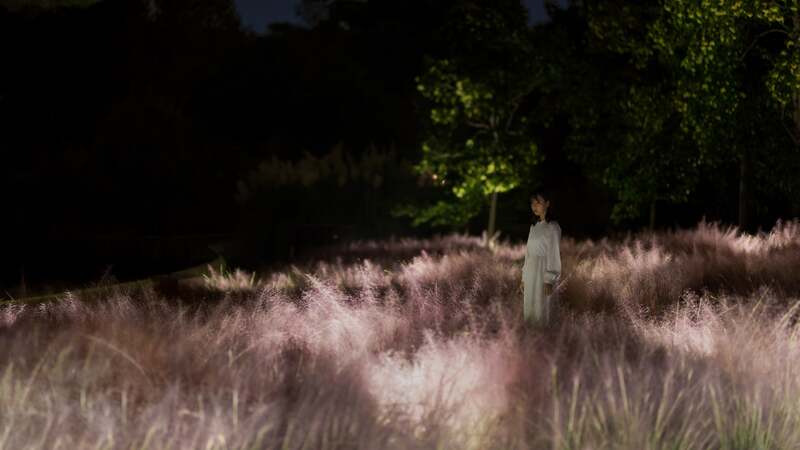 チームラボ《光色の草原 - カピラリス》