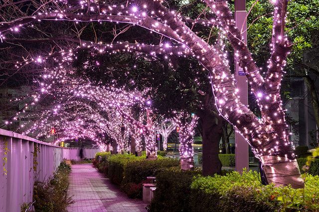 目黒川みんなのイルミネーション2025│(C)目黒川みんなのイルミネーション実行委員会