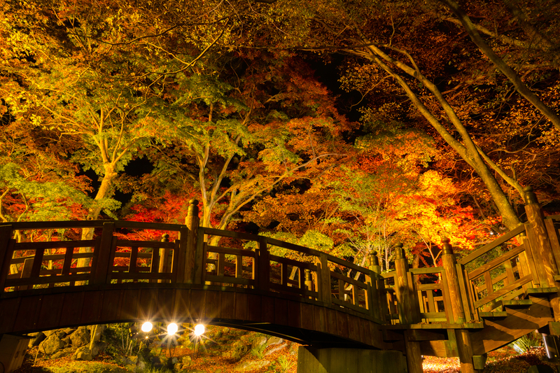熱海梅園もみじまつり