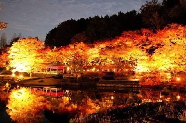 もみじライトアップ