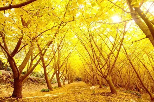 たるみず千本イチョウ祭り