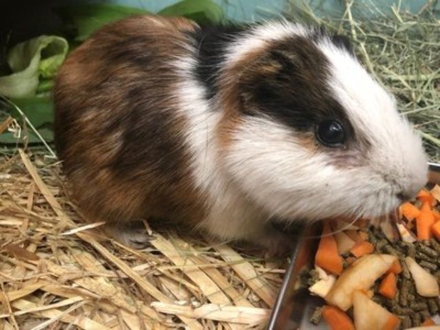 飼育係とおはなしサタデー 〜動物園の台所をのぞいてみよう〜