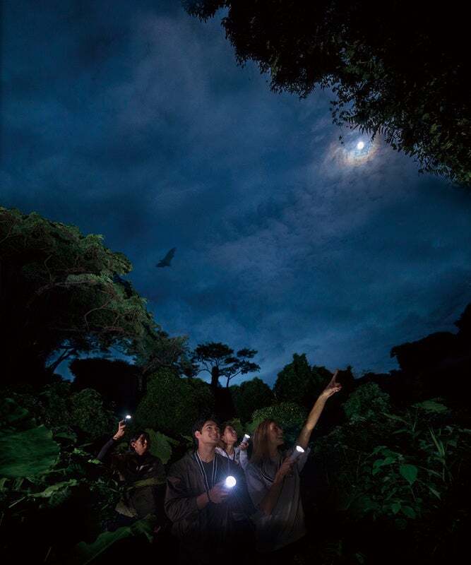オオコウモリなど夜の住民に出会えるかも!?
