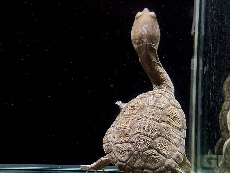 チリメンナガクビガメ