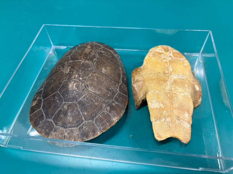 カメの骨格標本