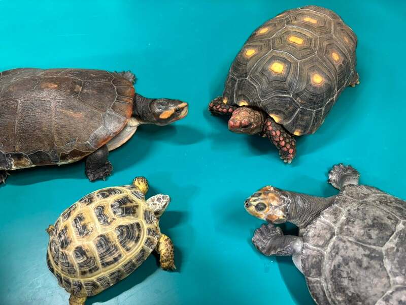 カワスイで展示されているカメ