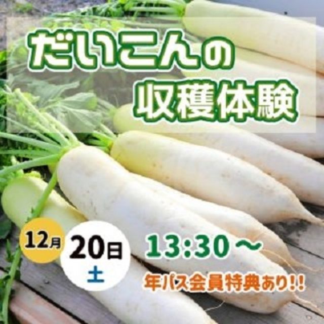 だいこんの収穫体験