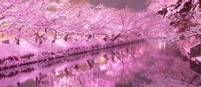 冬に咲くさくらライトアップ/冬に咲くさくらライトアップ実行委員会