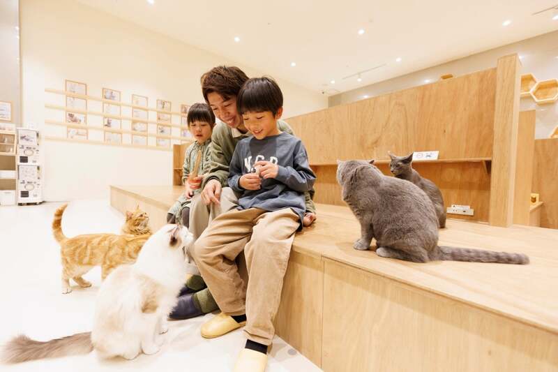 Cat Cafe MOFF コクーンシティさいたま新都心店