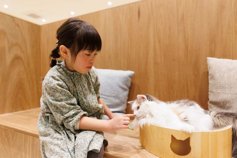 Cat Cafe MOFF コクーンシティさいたま新都心店