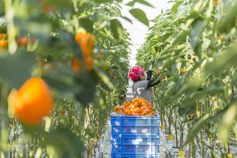 「パプリカ生産者の仕事」イメージ