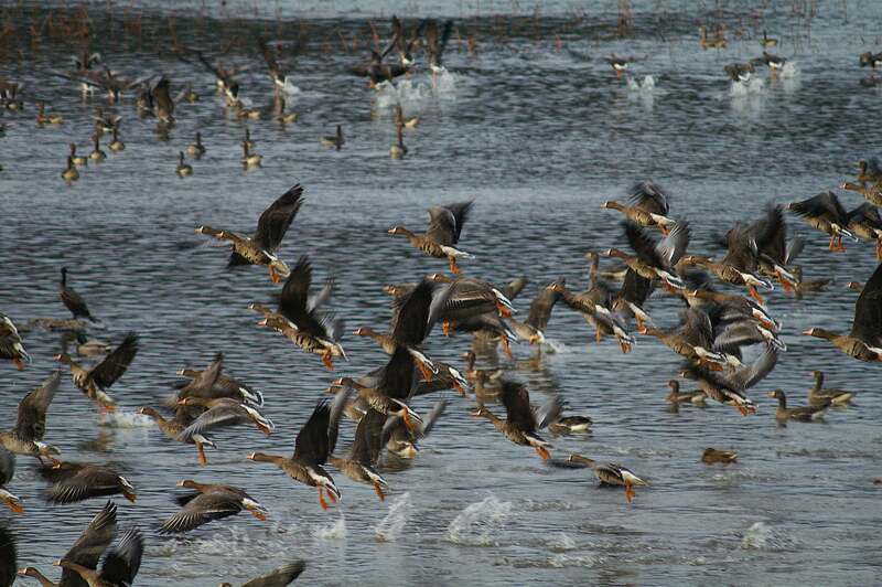 マガン飛び立ち