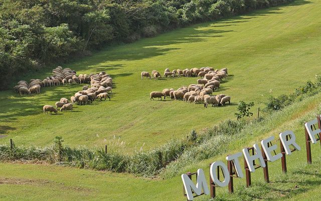 ひつじの大行進〜午年編〜(マザー牧場)