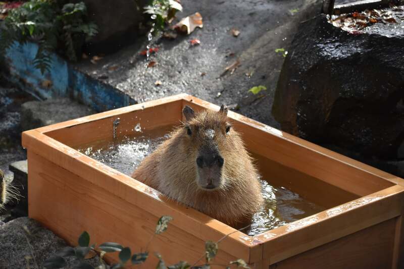カピバラの湯 2025