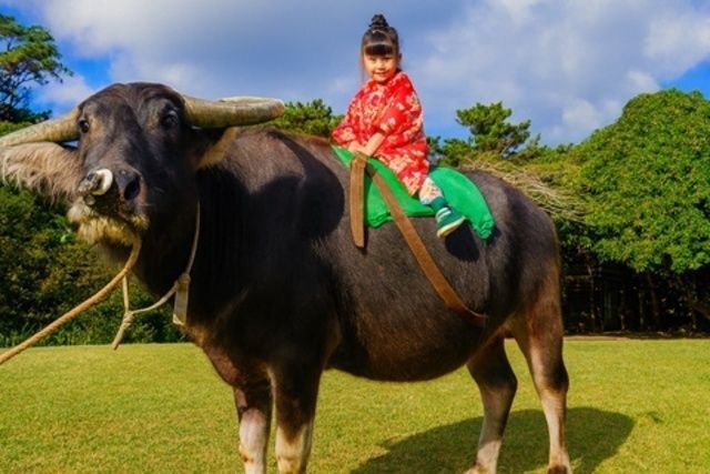 水牛背乗り体験