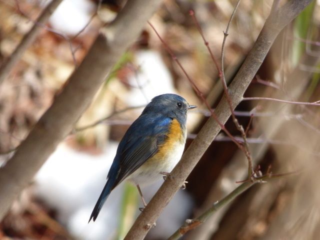 新春定例探鳥会 〜2026年鳥見初め〜| ルリビタキ