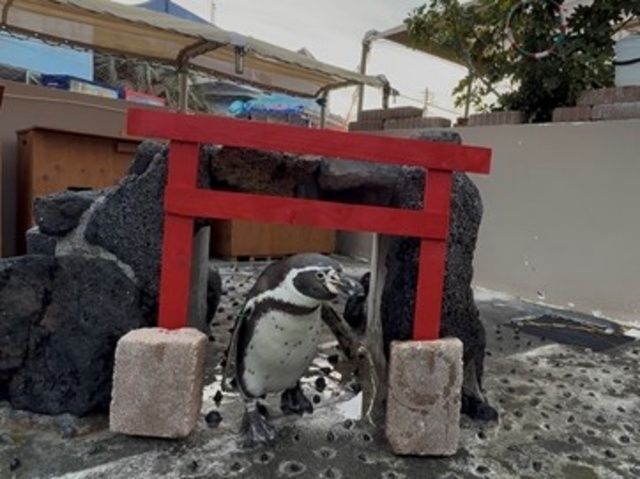 ペンギンの参拝イベント|下田海中水族館