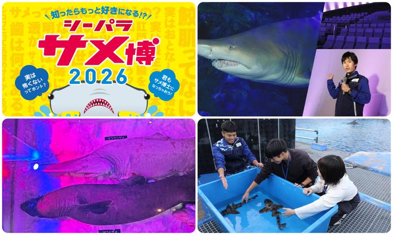 シーパラ サメ博2026