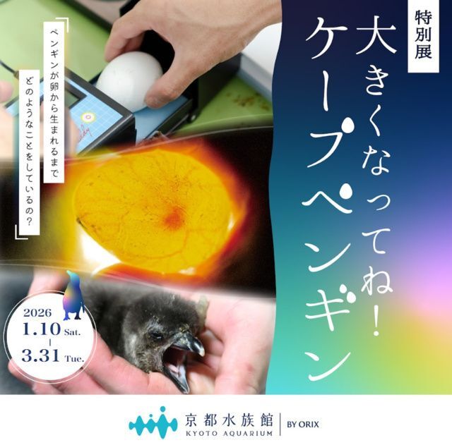 大きくなってね!ケープペンギン