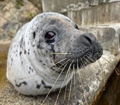 特別展「鰭脚図鑑」/ゴマフアザラシ