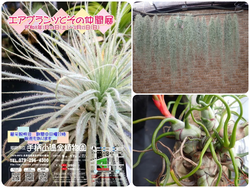 エアプランツとその仲間展