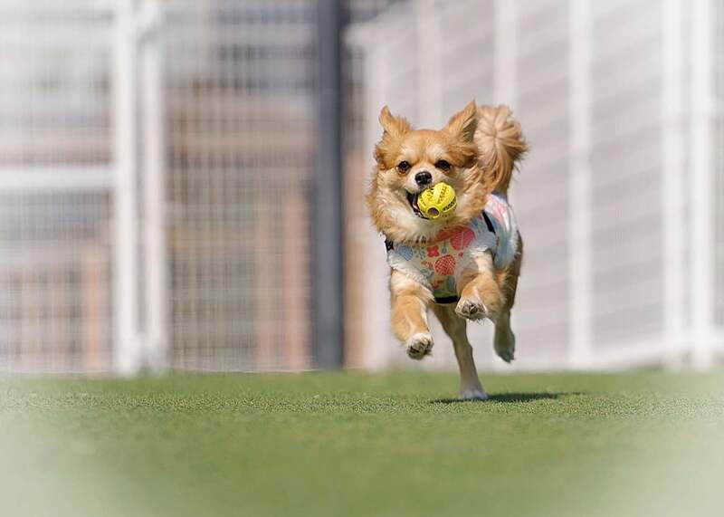 VILLA DOG(ヴィラドッグ)ワンちゃん用ゲージやフェンスを備え愛犬と滞在可能