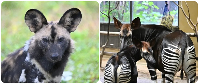 (左)リカオン/(右)オカピ