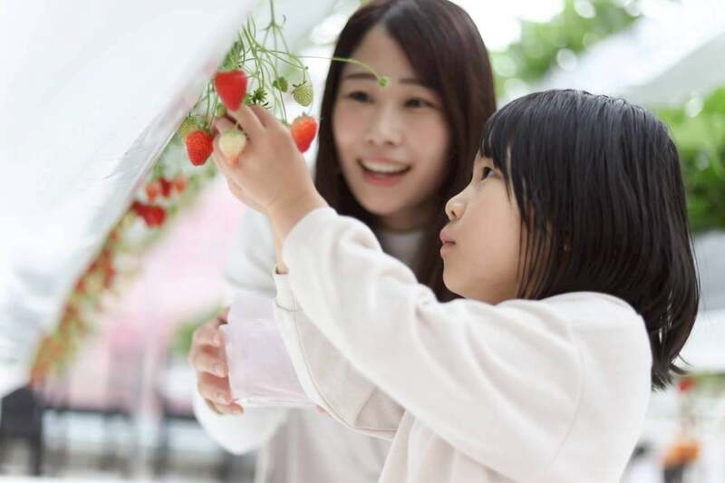 紅白いちごの収穫体験