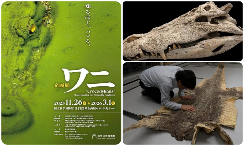 企画展「ワニ」ポスタービジュアル(写真:福田雄介)