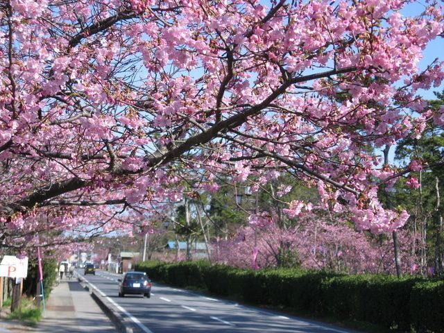 しらこ温泉桜祭り(白子町)