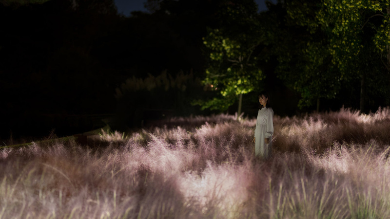 光色の草原 - カピラリス