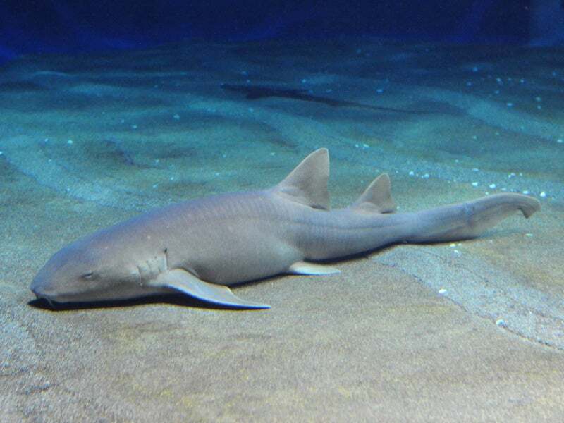 夜行性のナースシャーク