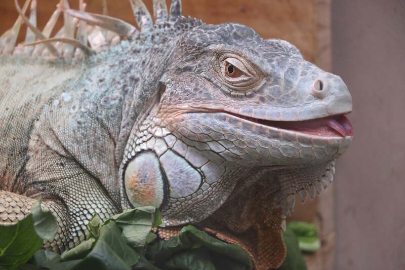 グリーンイグアナ