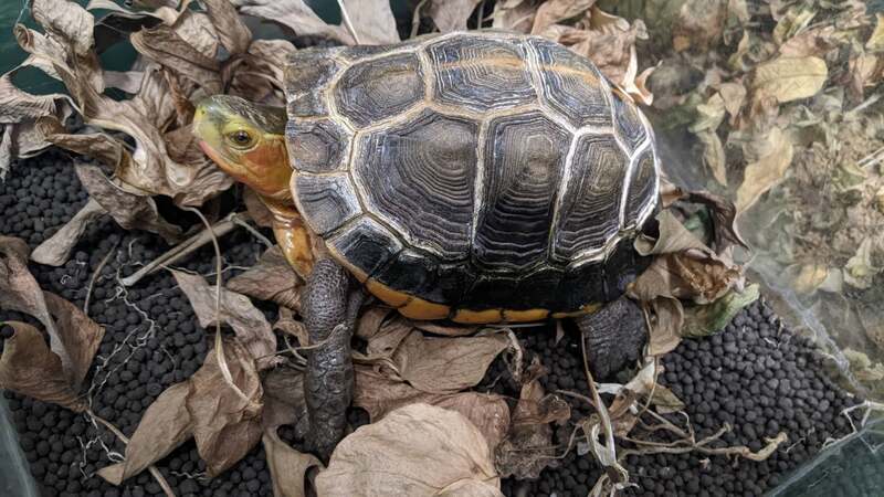 セマルハコガメカメ