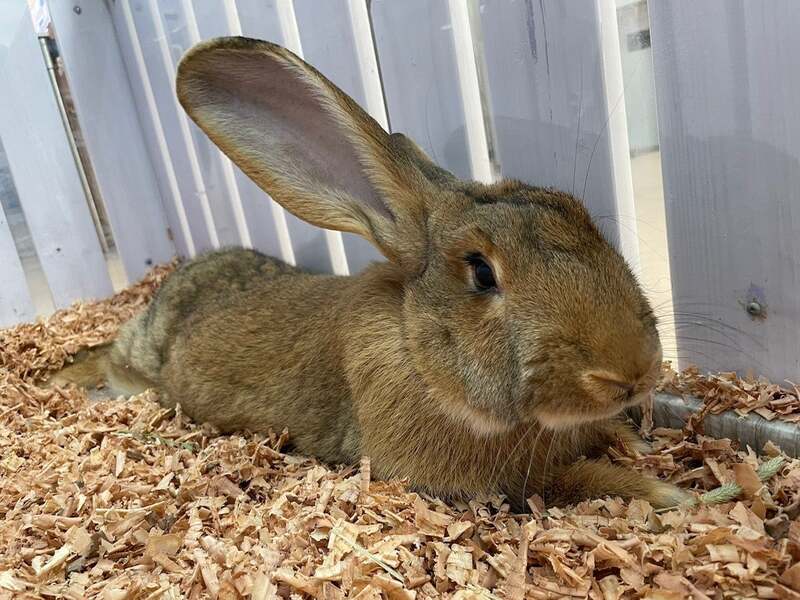 ウサギと記念写真 イメージ