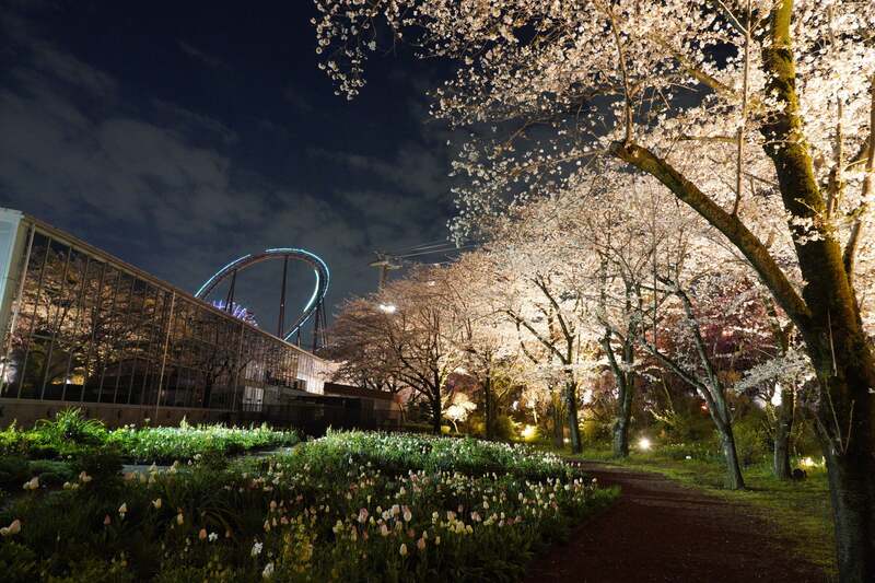 「夜桜びより(昨年の様子)」