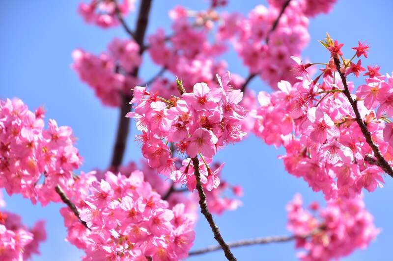 よみうりランドのオリジナル桜「多摩緋桜(過去の様子)」