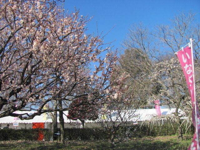 第20回 いなざわ梅まつり(稲沢市商工観光課)