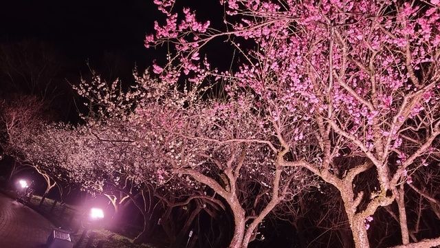 第73回 ぎふ梅まつり(岐阜市梅林公園)